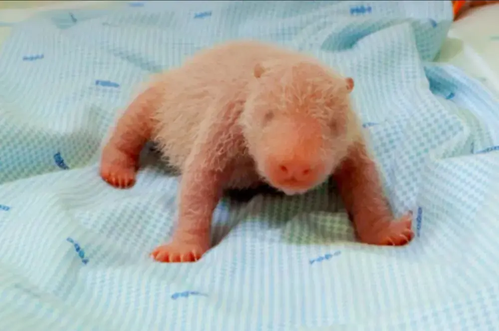Primeiro panda-gigante nascido na Indonésia será apresentado ao público